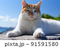 沖縄のノラのアップ 91591580