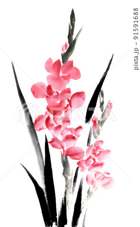 水墨画技法で描いたグラジオラス 水墨画技法で描いたグラジオラス 91591688
