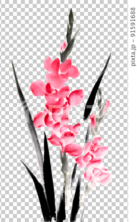水墨画技法で描いたグラジオラス 水墨画技法で描いたグラジオラス 91591688