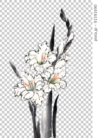 水墨画技法で描いたグラジオラス白のイラスト素材