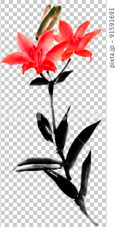水墨画技法で描いたヒメユリ 91591691