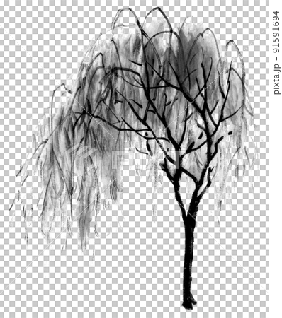 Willow tree drawn by ink painting technique 91591694