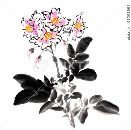 水墨画技法で描いたジャガイモの花 水墨画技法で描いたジャガイモの花 91591695