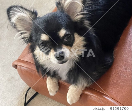 オットマンの上に乗って上目遣いのポメチワの子犬 91591700
