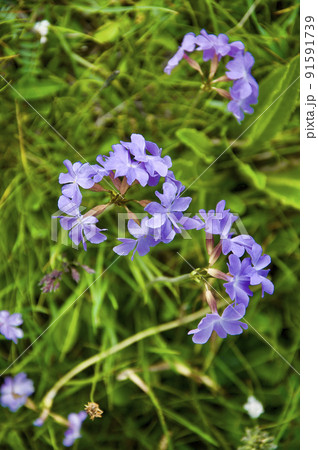 中国　四川省　黒水県　羊拱山峠に咲くサクラソウ科サクラソウ属　Primula nutans 91591739