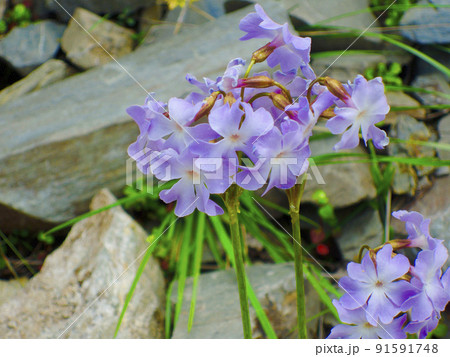 中国 四川省 黒水県 羊拱山峠に咲くサクラソウ科サクラソウ属 Primula nutans 中国 四川省 黒水県 羊拱山峠に咲くサクラソウ科サクラソウ属 Primula nutans 91591748