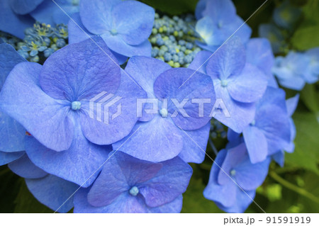 青色の額紫陽花のアップ 青色の額紫陽花のアップ 91591919