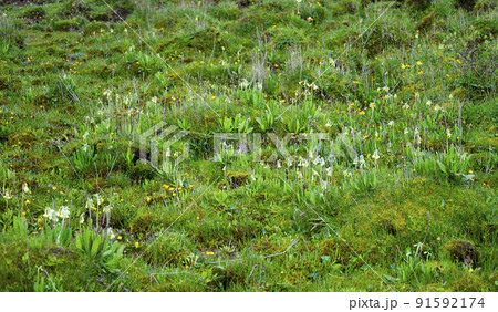 中国　四川省　石梁県の峠に咲くサクラソウ科サクラソウ属　Primula sikkimensis　 91592174