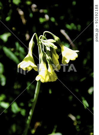 中国　四川省　老折山に咲くサクラソウ科サクラソウ属　Primula sikkimensis 91592188