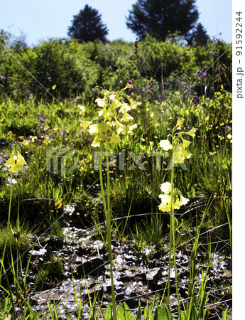 中国　四川省　老折山に咲くサクラソウ科サクラソウ属　Primula sikkimensis 91592244