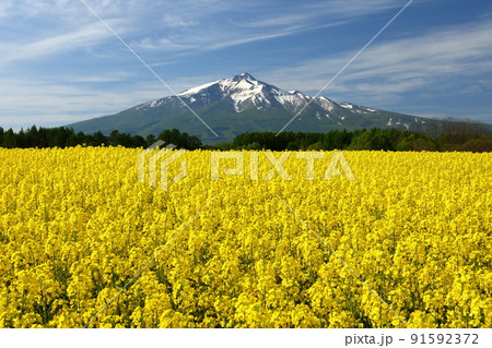 青森県西津軽郡鰺ヶ沢町建石町　一面の菜の花畑と冠雪した岩木山 91592372