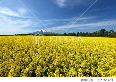 青森県西津軽郡鰺ヶ沢町建石町　一面の菜の花畑と冠雪した岩木山 91592374