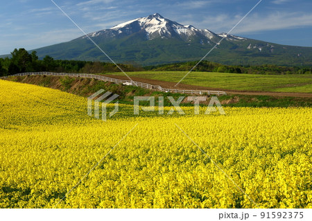 青森県西津軽郡鰺ヶ沢町建石町　一面の菜の花畑と冠雪した岩木山 91592375