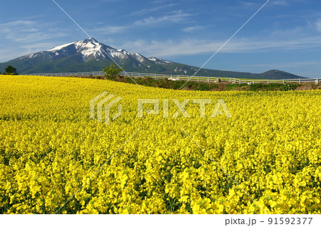 青森県西津軽郡鰺ヶ沢町建石町　一面の菜の花畑と冠雪した岩木山 91592377