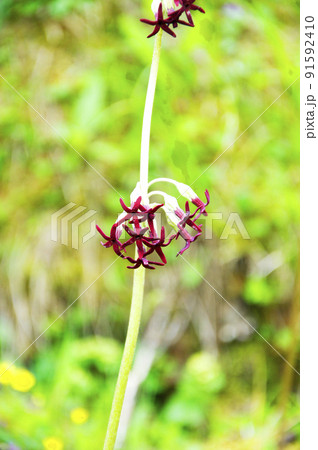 中国 四川省 松藩県 貢嘎嶺に咲くサクラソウ科サクラソウ属 Primula tangutica 中国 四川省 松藩県 貢嘎嶺に咲くサクラソウ科サクラソウ属 Primula tangutica 91592410