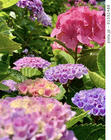 色とりどりの紫陽花［形原温泉あじさいの里/愛知県蒲郡市］ 91592488