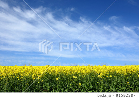 青森県西津軽郡鰺ヶ沢町建石町　岩木山麓の菜の花畑と青空と雲 91592587