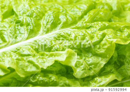 サンチュ(焼肉を巻いて食べることの多い野菜)のアップ。 91592994