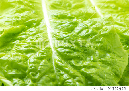 サンチュ(焼肉を巻いて食べることの多い野菜)のアップ。 91592996