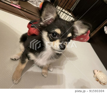 リュックを背負って出かける準備をするポメチワの子犬 リュックを背負って出かける準備をするポメチワの子犬 91593304