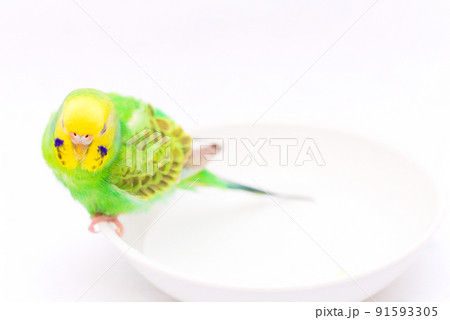 水浴びをするセキセイインコ 水浴びをするセキセイインコ 91593305