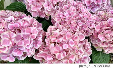 紫陽花(夢と希望)［形原温泉あじさいの里/愛知県蒲郡市］ 91593368