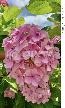 紫陽花［形原温泉あじさいの里/愛知県蒲郡市］ 91593438
