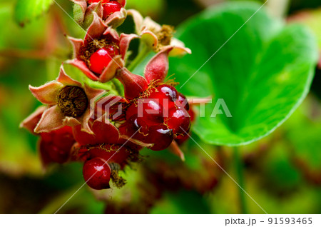苗代苺の実 91593465