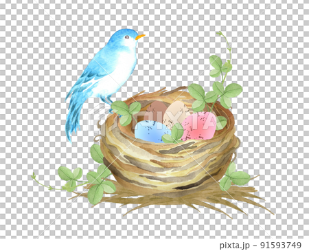 青い鳥と鳥の巣の水彩画 91593749