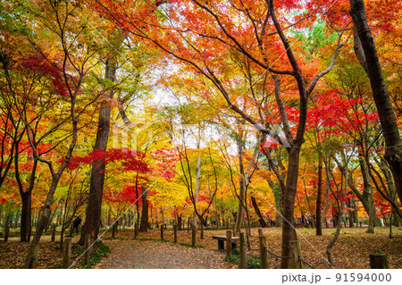 埼玉新座の秋　紅葉の平林寺 91594000