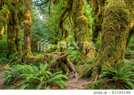Olympic national park landscape in usa Olympic national park landscape in usa 91594196