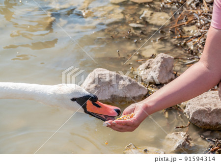 Girl feeding a mute swan in a lake from hand. Girl feeding a mute swan in a lake from hand. 91594314