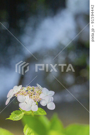 水辺に咲く薄ピンクの額紫陽花 91594442