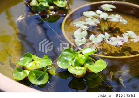 メダカ飼育 ビオトープ 91594561