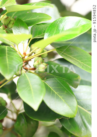 ロドレイア（ロードレイア）の果実 91594852