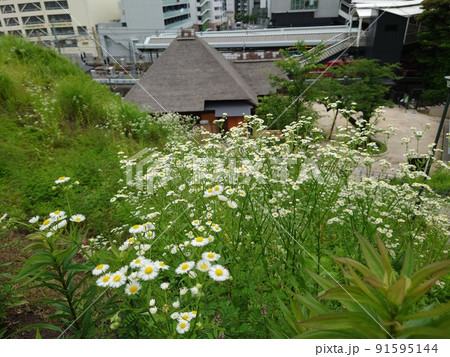 金沢八景権現山公園A 91595144