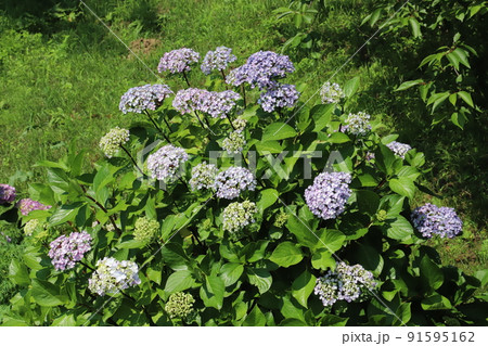 日本の秋の公園に咲く薄紫や水色やピンク色のアジサイの花 日本の秋の公園に咲く薄紫や水色やピンク色のアジサイの花 91595162