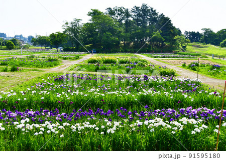 宮城県 多賀城市 特別史跡 国府多賀城跡のあやめ園 あやめ祭り 宮城県 多賀城市 特別史跡 国府多賀城跡のあやめ園 あやめ祭り 91595180