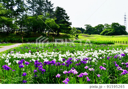 宮城県　多賀城市　特別史跡　国府多賀城跡のあやめ園　あやめ祭り 91595265