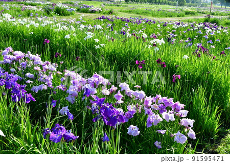 宮城県　多賀城市　特別史跡　国府多賀城跡のあやめ園　あやめ祭り 91595471
