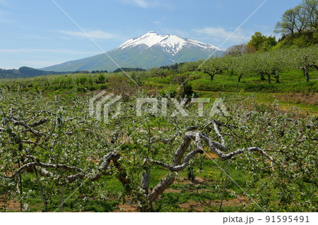 青森県弘前市　岩木山麓のりんご農園のリンゴの花と冠雪した岩木山 91595491