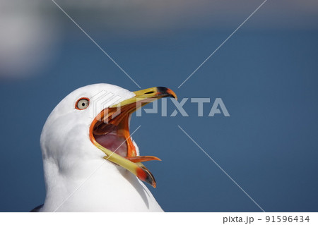 目を見開いてあくびをしているウミネコの写真 91596434