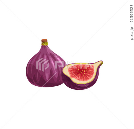 Cartoon fig fruit vector healthy sweet dessert. Fresh natural product whole and half slice, ripe tropical plant with juicy flesh and purple peel, vegan food isolated on white background Cartoon fig fruit vector healthy sweet dessert. Fresh natural product whole and half slice, ripe tropical plant with juicy flesh and purple peel, vegan food isolated on white background 91596523