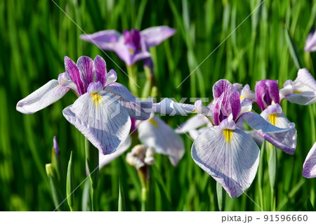 宮城県 多賀城市 特別史跡 国府多賀城跡のあやめ園 あやめ祭り 宮城県 多賀城市 特別史跡 国府多賀城跡のあやめ園 あやめ祭り 91596660