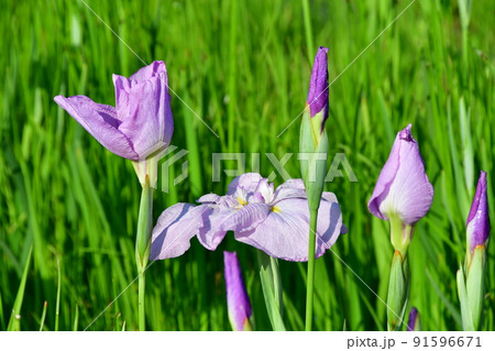 宮城県 多賀城市 特別史跡 国府多賀城跡のあやめ園 あやめ祭り 宮城県 多賀城市 特別史跡 国府多賀城跡のあやめ園 あやめ祭り 91596671