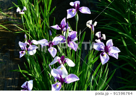 宮城県　多賀城市　特別史跡　国府多賀城跡のあやめ園　あやめ祭り 91596764