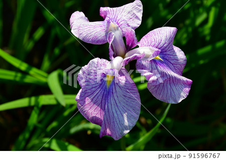 宮城県　多賀城市　特別史跡　国府多賀城跡のあやめ園　あやめ祭り 91596767