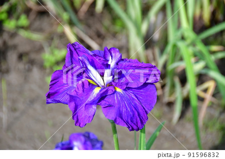 宮城県 多賀城市 特別史跡 国府多賀城跡のあやめ園 あやめ祭り 宮城県 多賀城市 特別史跡 国府多賀城跡のあやめ園 あやめ祭り 91596832