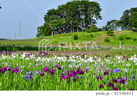 宮城県　多賀城市　特別史跡　国府多賀城跡のあやめ園　あやめ祭り 91596931