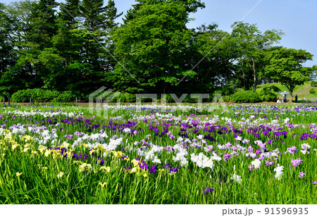 宮城県　多賀城市　特別史跡　国府多賀城跡のあやめ園　あやめ祭り 91596935